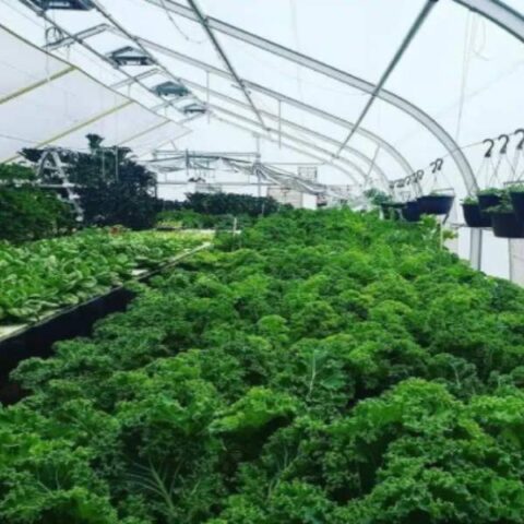 Commercial greenhouse with rows of leafy green vegetables