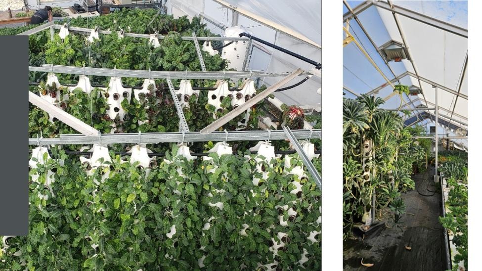 ARK vertical grow bag systems in operation — lush leafy greens and herbs growing in a controlled environment greenhouse