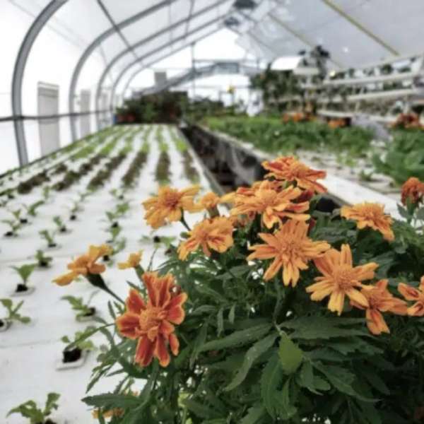 Greenhouse interior