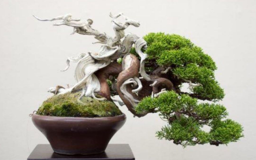 bonsai perspective